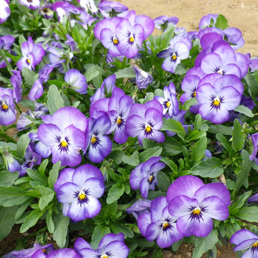 ビオラ　ももか シリーズ 