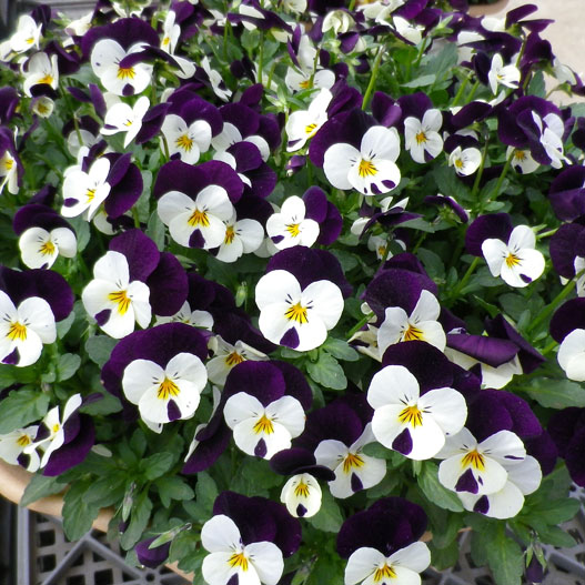 ビオラ　ももか シリーズ 