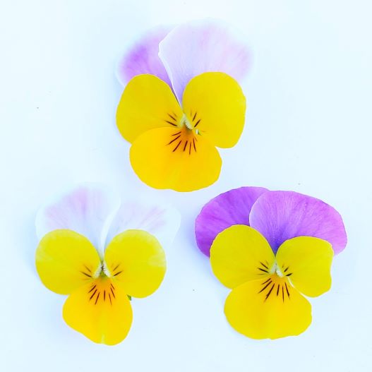 ビオラ　ももか シリーズ 