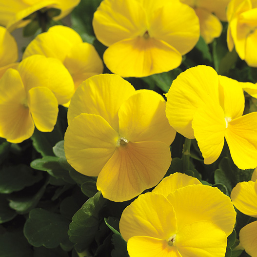 ビオラ F1　ペニー シリーズ 