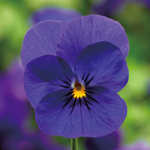 ビオラ F1　ペニー シリーズ 