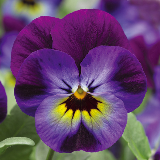 ビオラ F1　ペニー シリーズ 