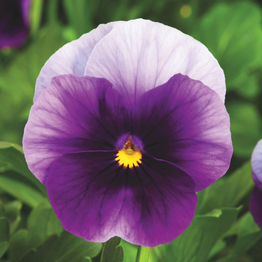 ビオラ F1　ペニー シリーズ 