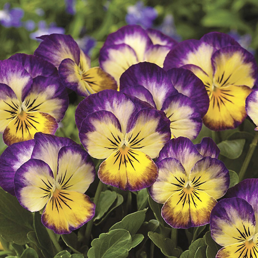 ビオラ F1　ペニー シリーズ 