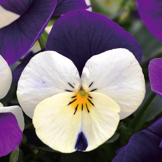 ビオラ F1　ペニー シリーズ 