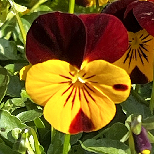 ビオラ F1 ソルベ シリーズ｜WEBカタログ｜未来アグリス株式会社|未来