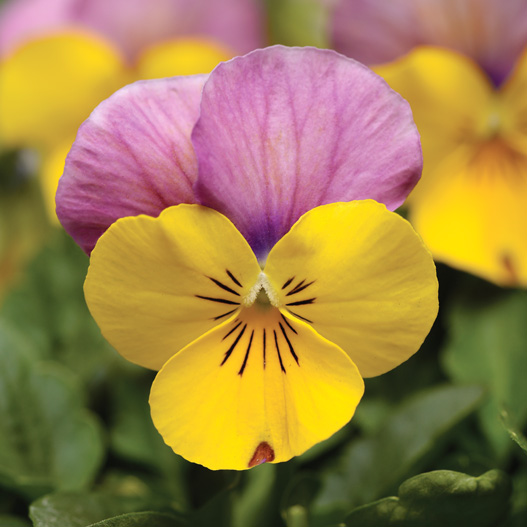 ビオラ F1　ソルベXP シリーズ 