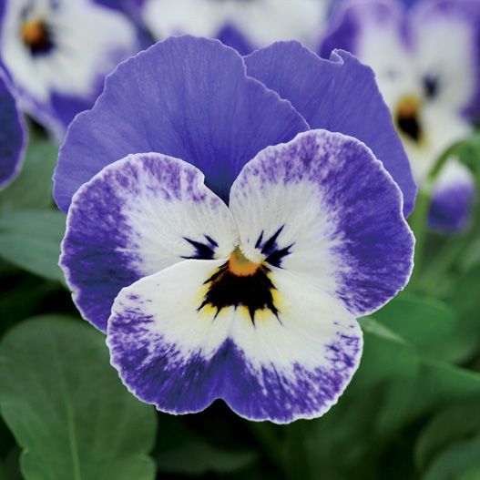 ビオラ F1　ソルベXP シリーズ 