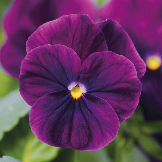 ビオラ F1　ソルベXP シリーズ 