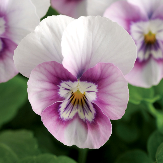 ビオラ F1　ソルベXP シリーズ 