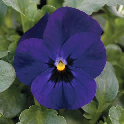 ビオラ F1　ソルベXP シリーズ 