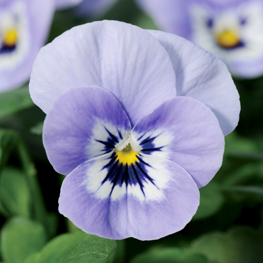 ビオラ F1　ソルベXP シリーズ 