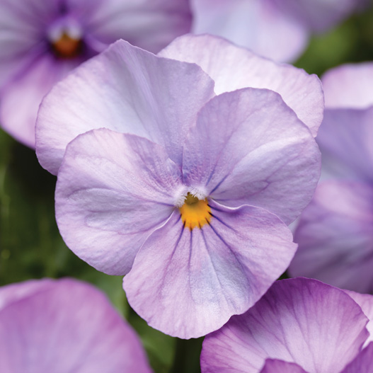 ビオラ F1　ソルベXP シリーズ 