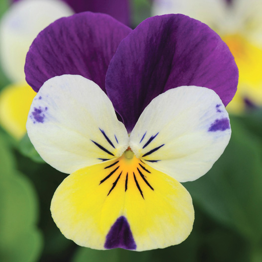 ビオラ F1　ソルベXP シリーズ 