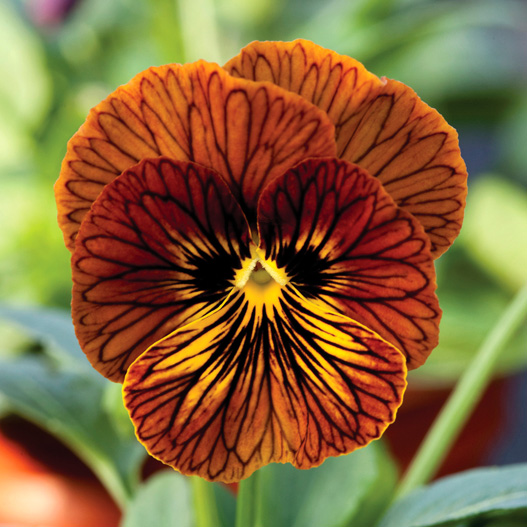 ビオラ F1　タイガーアイ シリーズ 