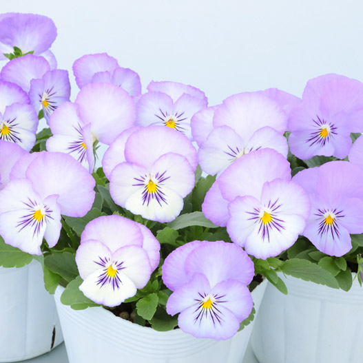 パンジー　よく咲くスミレ シリーズ 