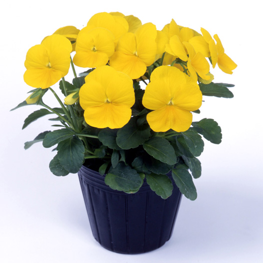 パンジー　よく咲くスミレ シリーズ 