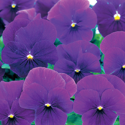 パンジー　よく咲くスミレ シリーズ 