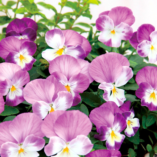 パンジー　よく咲くスミレ シリーズ 