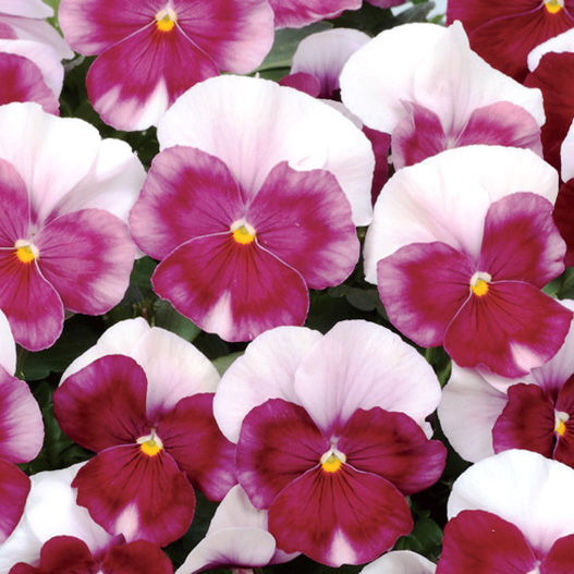 パンジー　よく咲くスミレ シリーズ 