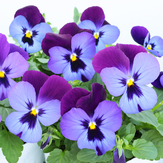 パンジー　よく咲くスミレ シリーズ 