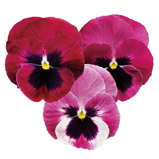 パンジー F1　インスパイヤーデラックス シリーズ 