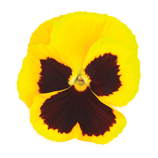 パンジー F1　インスパイヤープラス シリーズ 