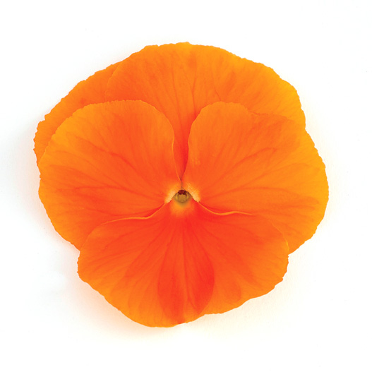 パンジー F1　インスパイヤープラス シリーズ 