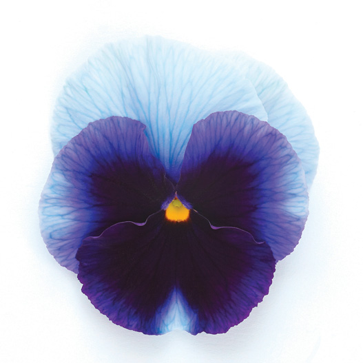 パンジー F1　インスパイヤープラス シリーズ 