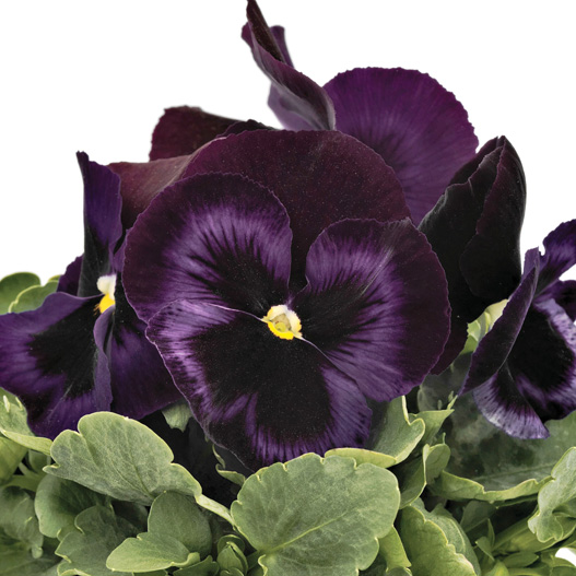 パンジー F1　インスパイヤープラス シリーズ 