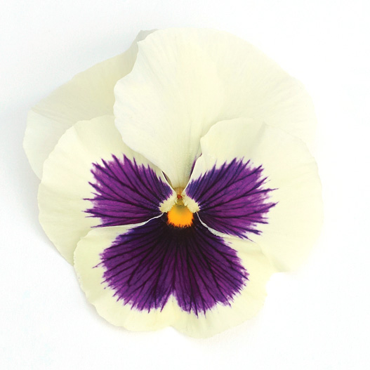 パンジー F1　インスパイヤープラス シリーズ 