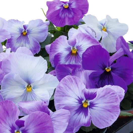 パンジー F1 インスパイヤープラス シリーズ｜WEBカタログ｜未来