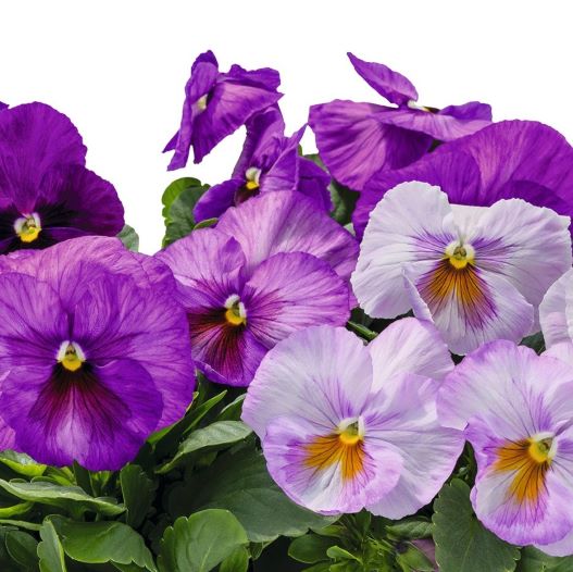 パンジー F1　インスパイヤープラス シリーズ 