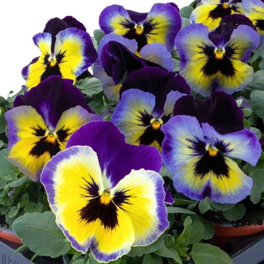 パンジー F1　インスパイヤープラス シリーズ 