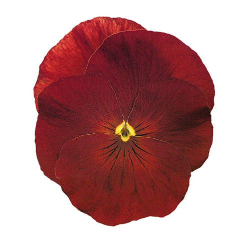 パンジー F1　インスパイヤープラス シリーズ 