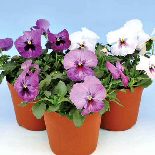 パンジー F1　デルタプレミアム シリーズ 