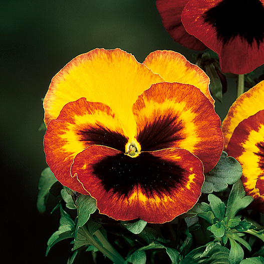 パンジー F1　デルタ シリーズ 