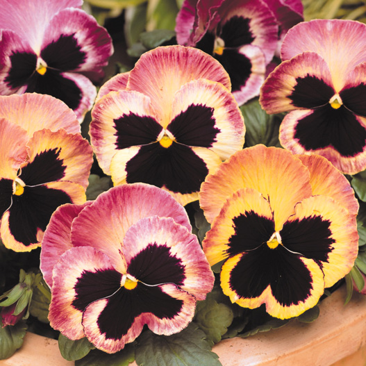 パンジー F1　マトリックス シリーズ 