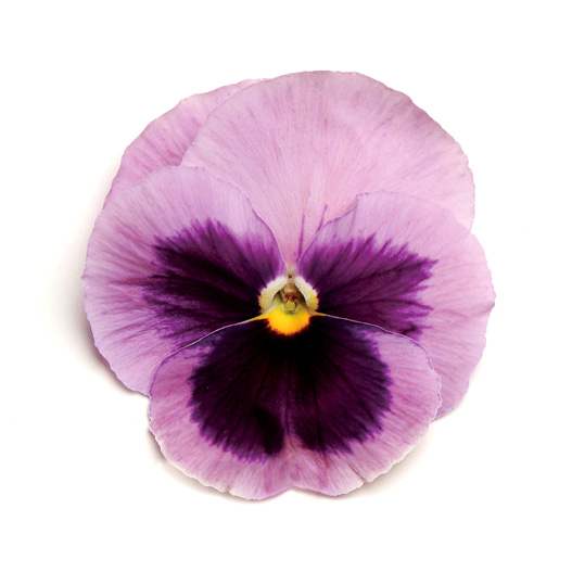 パンジー F1　マトリックス シリーズ 