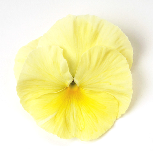 パンジー F1　マトリックス シリーズ 