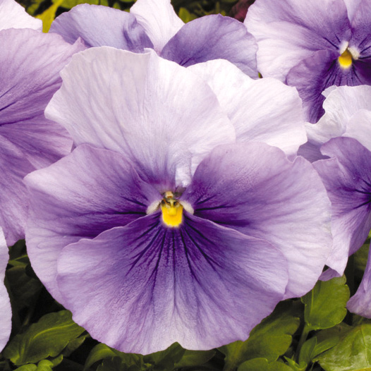 パンジー F1　マトリックス シリーズ 