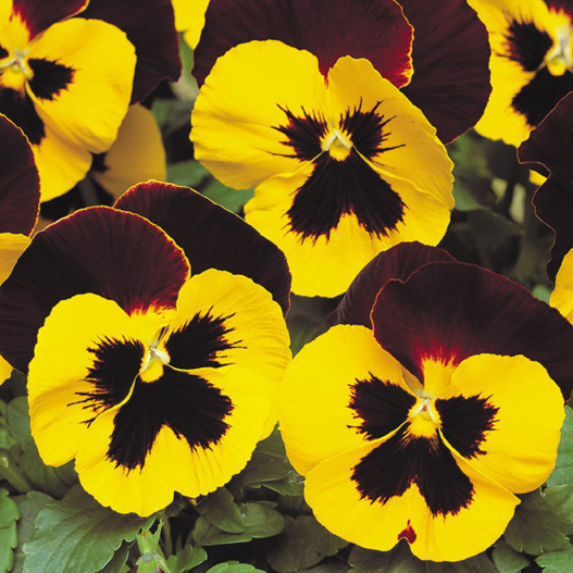 パンジー F1　マトリックス シリーズ 