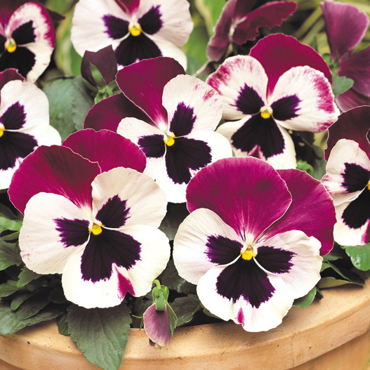 パンジー F1　マトリックス シリーズ 