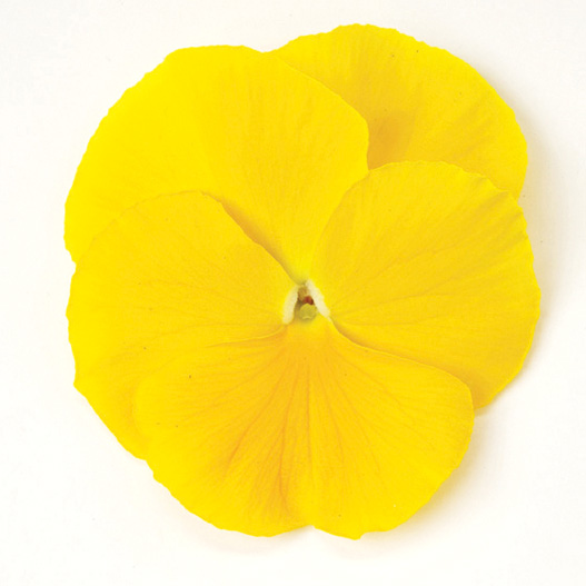 パンジー F1　マトリックス シリーズ 