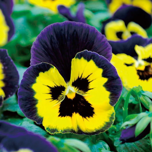 パンジー F1 マトリックス シリーズ｜WEBカタログ｜未来アグリス株式