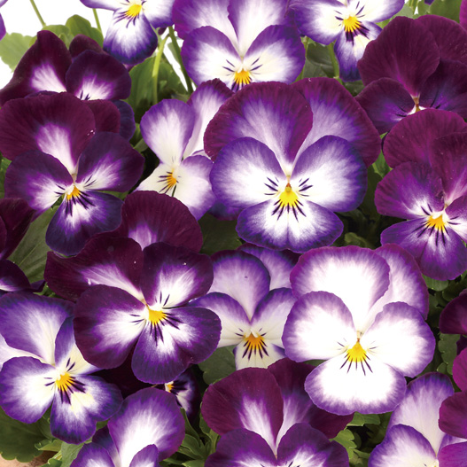 パンジー　虹色スミレ シリーズ 