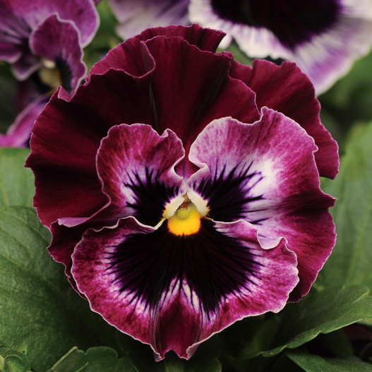 パンジー F1　フリズルシズル シリーズ 