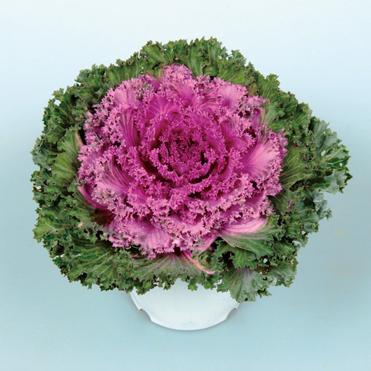 ハボタン　ドレス シリーズ 