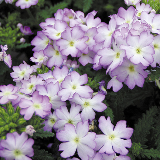 バーベナ　トスカーナ シリーズ 