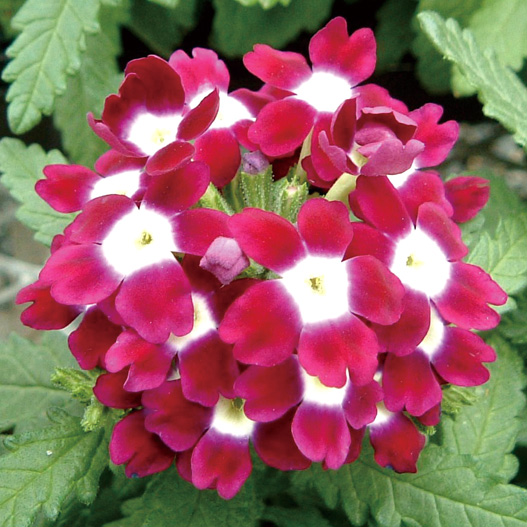 バーベナ　オブセッション シリーズ 